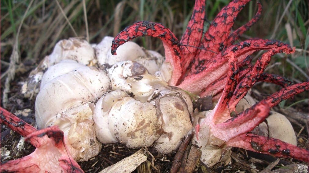 Pilz mit weissen, runden Fruchtkörpern, aus denen rötliche "Tentakel" wachsen