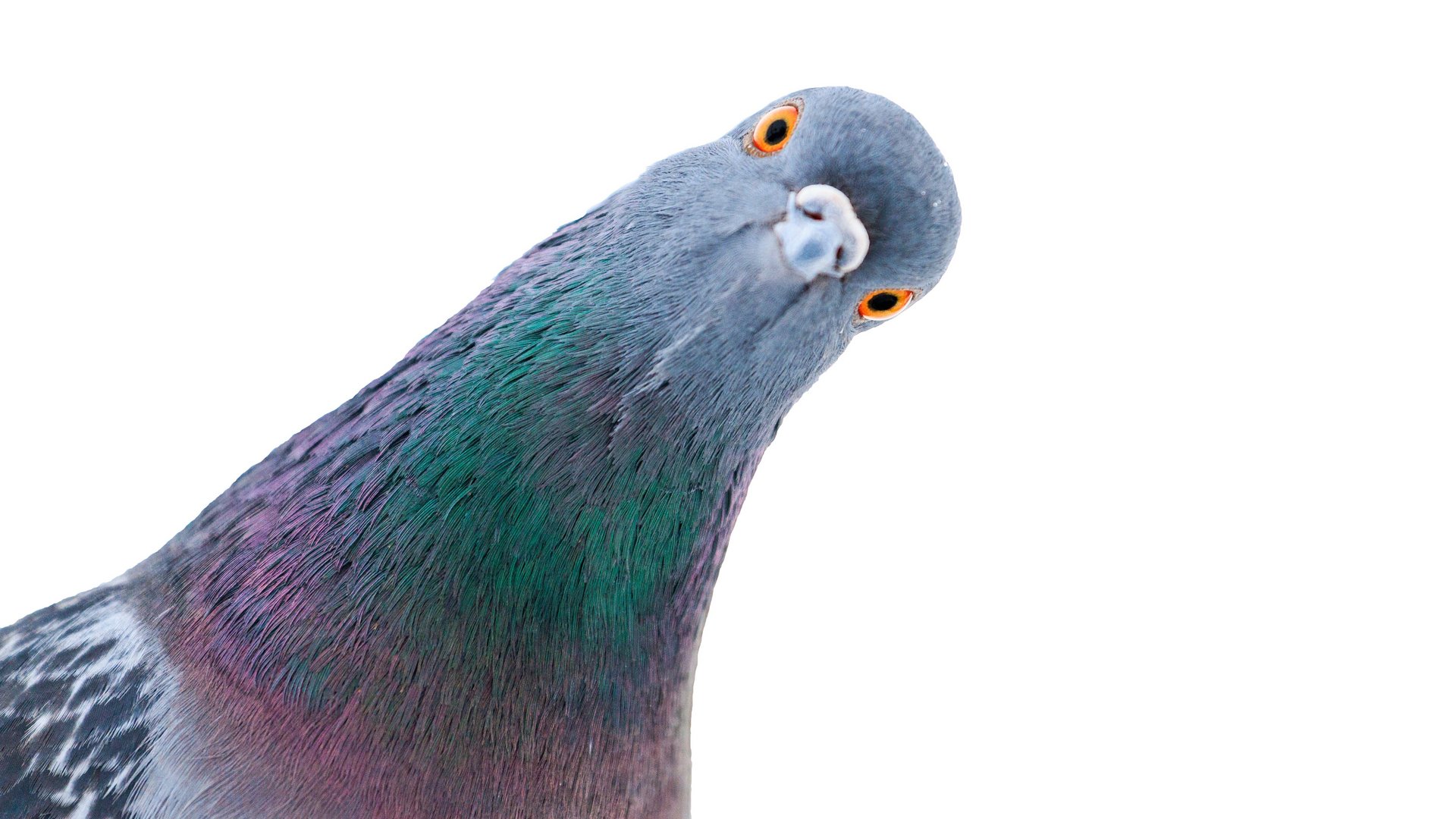Foto di un piccione che inclina la testa