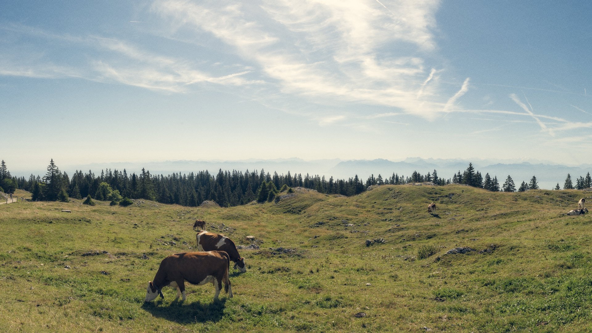 Foto von Kühen auf einer Weide im Jura-Gebiet