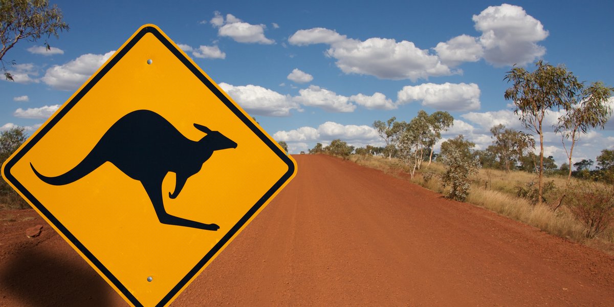 Känguru - das bekannteste Beuteltier Australiens