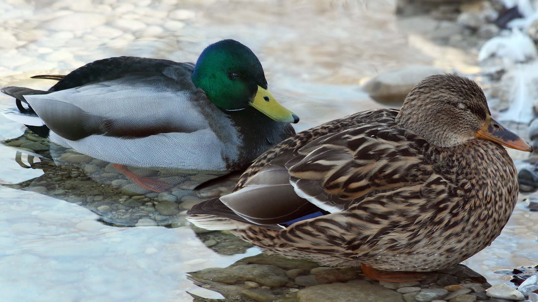 Couple de canards colvert au repos Couple de canards colvert se reposant au bord de l'eau