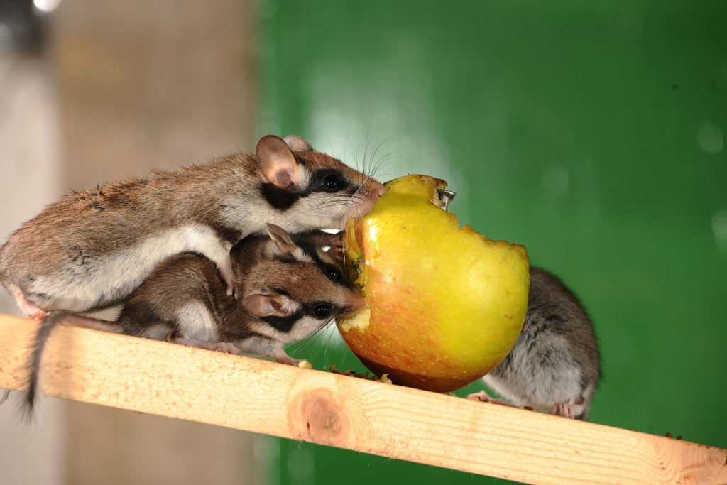Gartenschläfer fressen einen Apfel