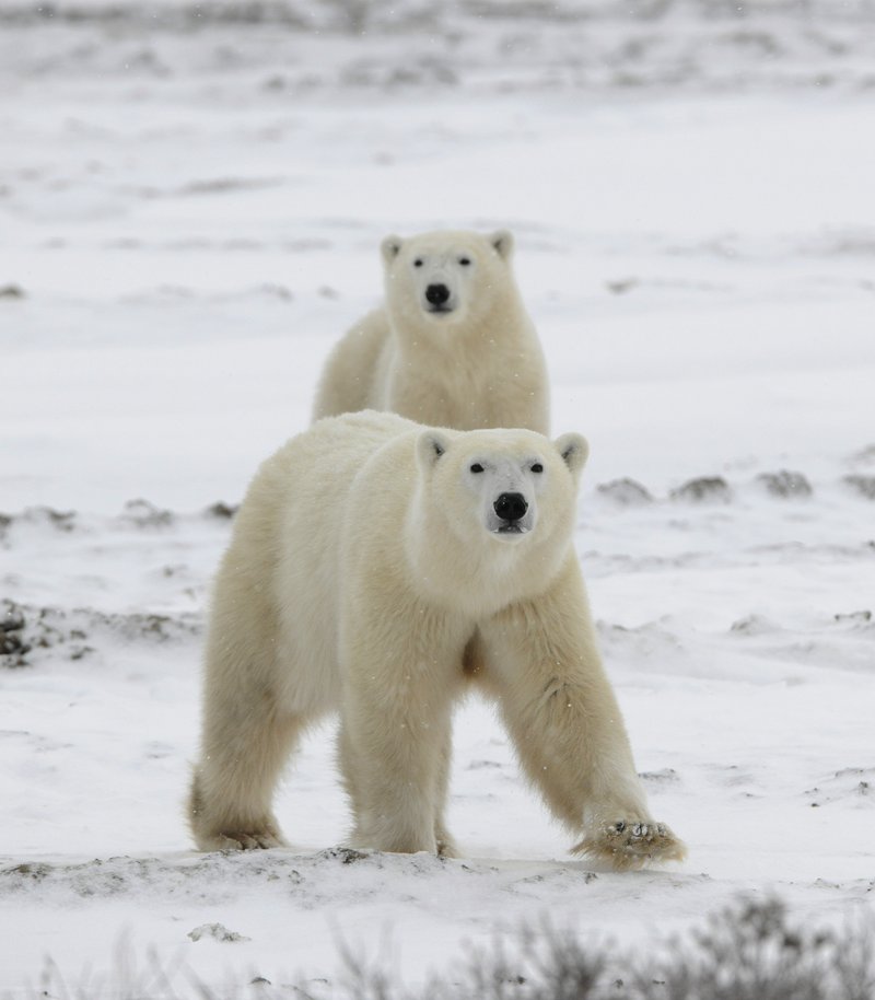 Eisbären am Nordpol