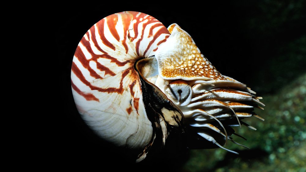 Schwimmender Nautilus