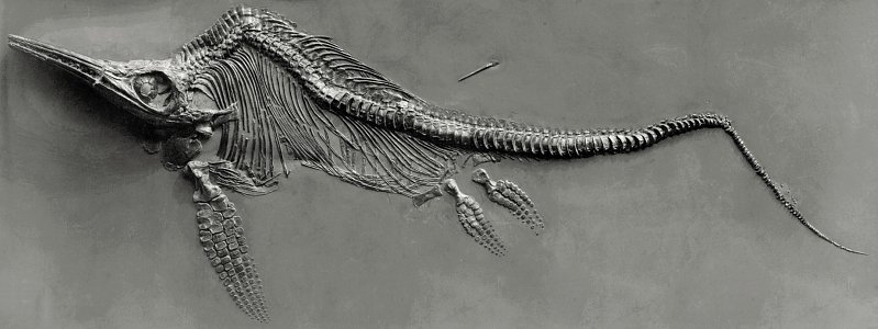 Fossile d'un ichtyosaure