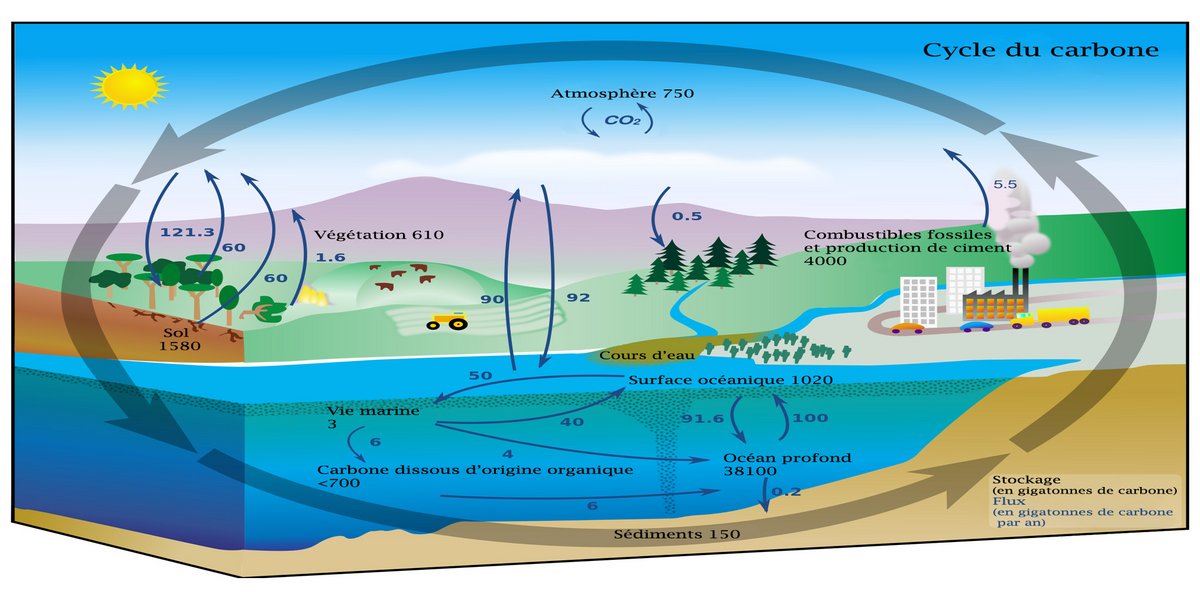 Illustration du cycle du carbone sur Terre