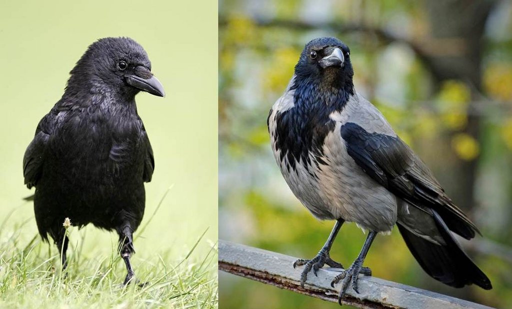 Une corneille noire et une corneille mantelée avec un plumage gris et noir