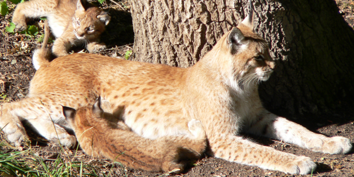 Une mère lynx boréal avec ses petits