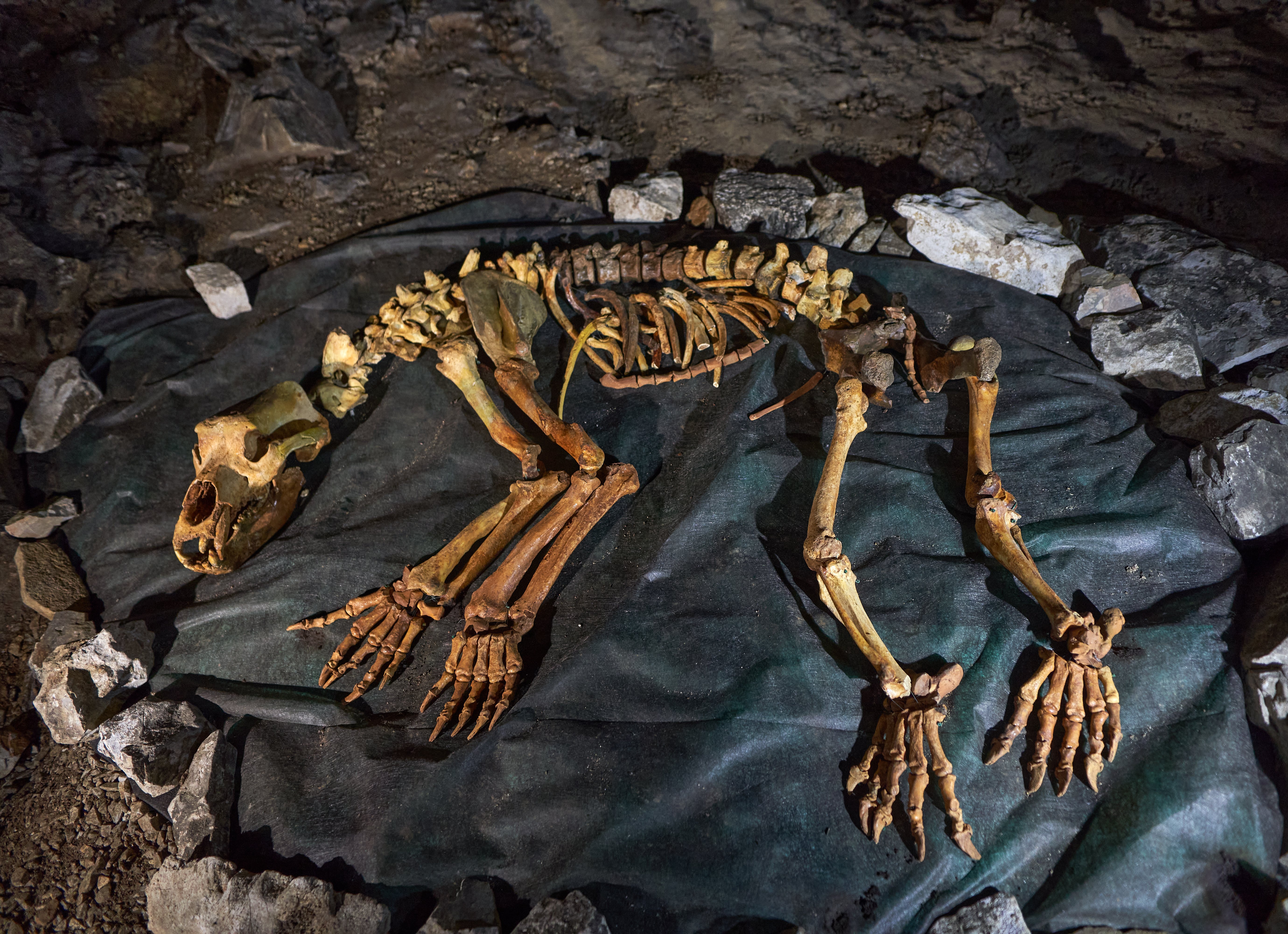 Knochen eines Höhlenbären, die so angeordnet sind, dass sie ein vollständiges Skelett bilden.