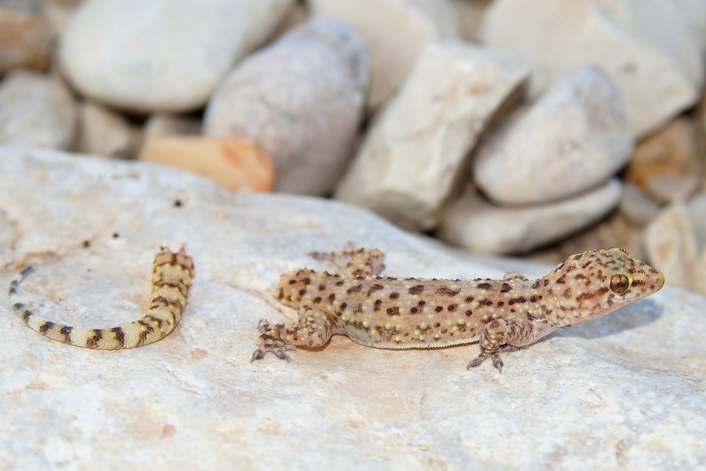 Un gecko qui vient de perdre sa queue. La queue détachée est sur le sol à côté de l'animal.