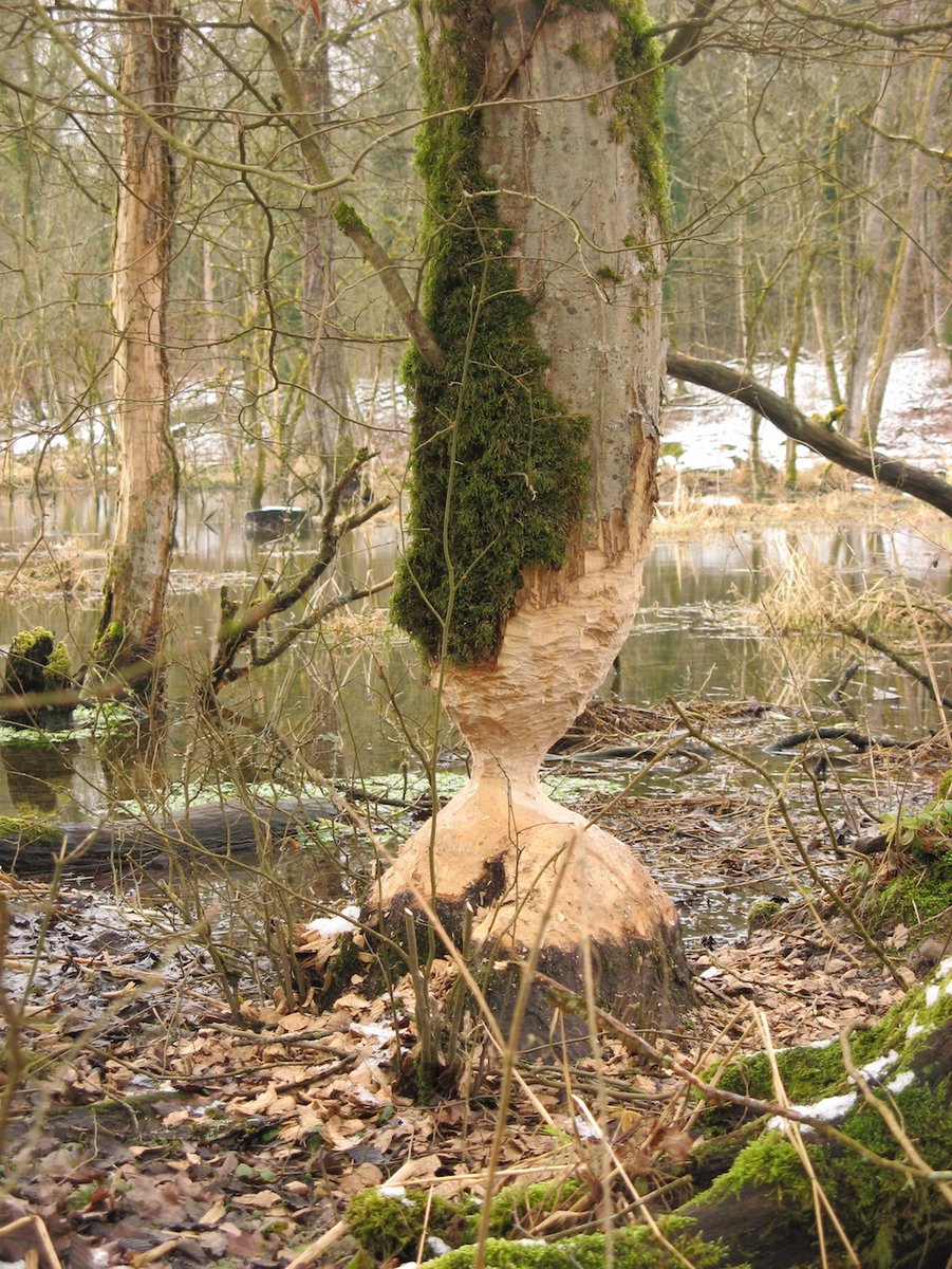 Tronc d'arbre rongé par des castors