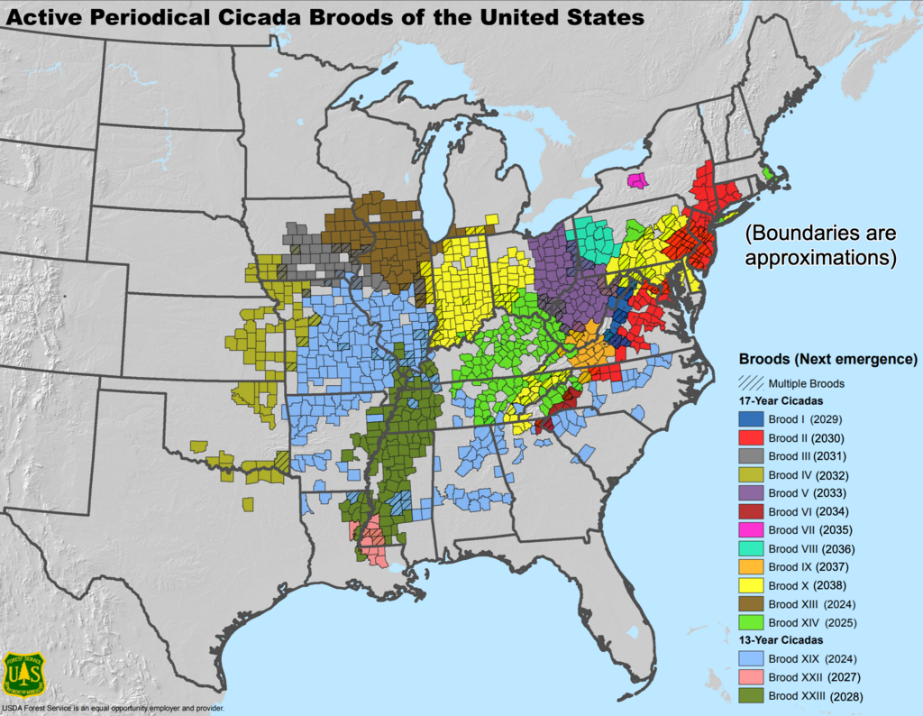 Regionen in den USA, in denen die periodischen Zikaden auftreten können