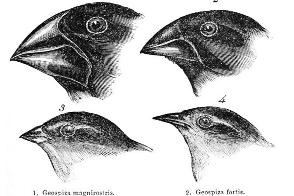 Dessin en noir et blanc de quatre têtes d’oiseaux avec différents becs