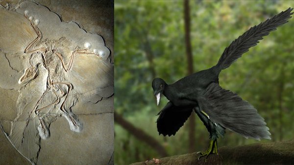 Archaeopteryx Fossil und Modell