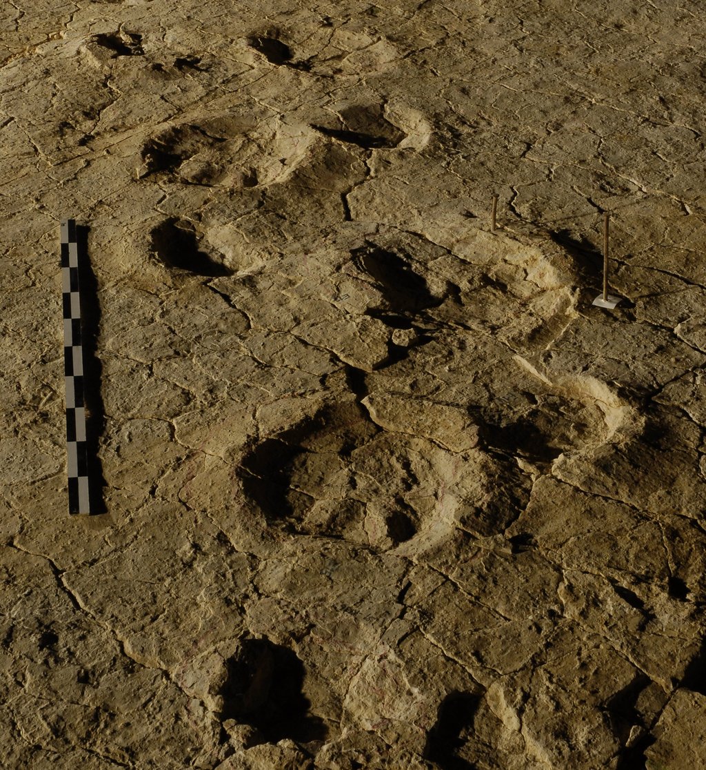 Empreintes de pattes de dinosaures dans la roche