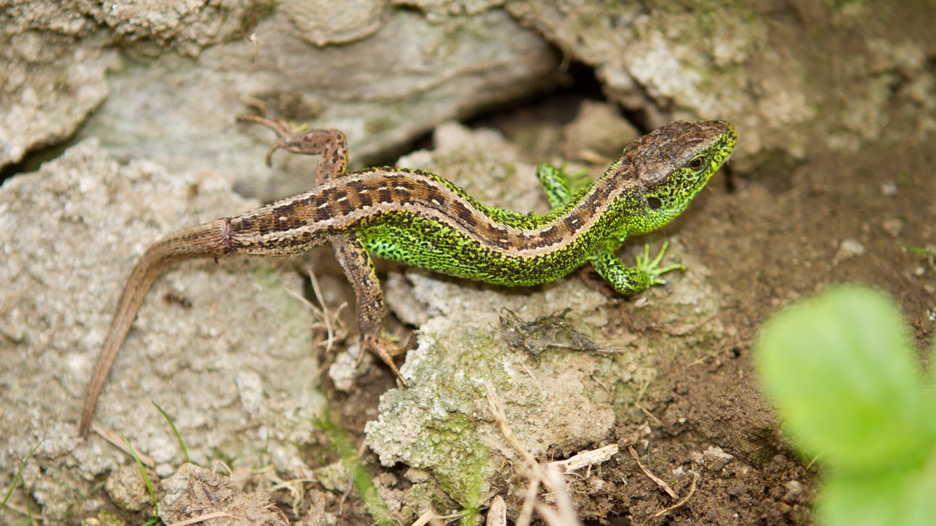 Un lézard avec sa nouvelle queue dont la couleur est un peu différente du reste du corps