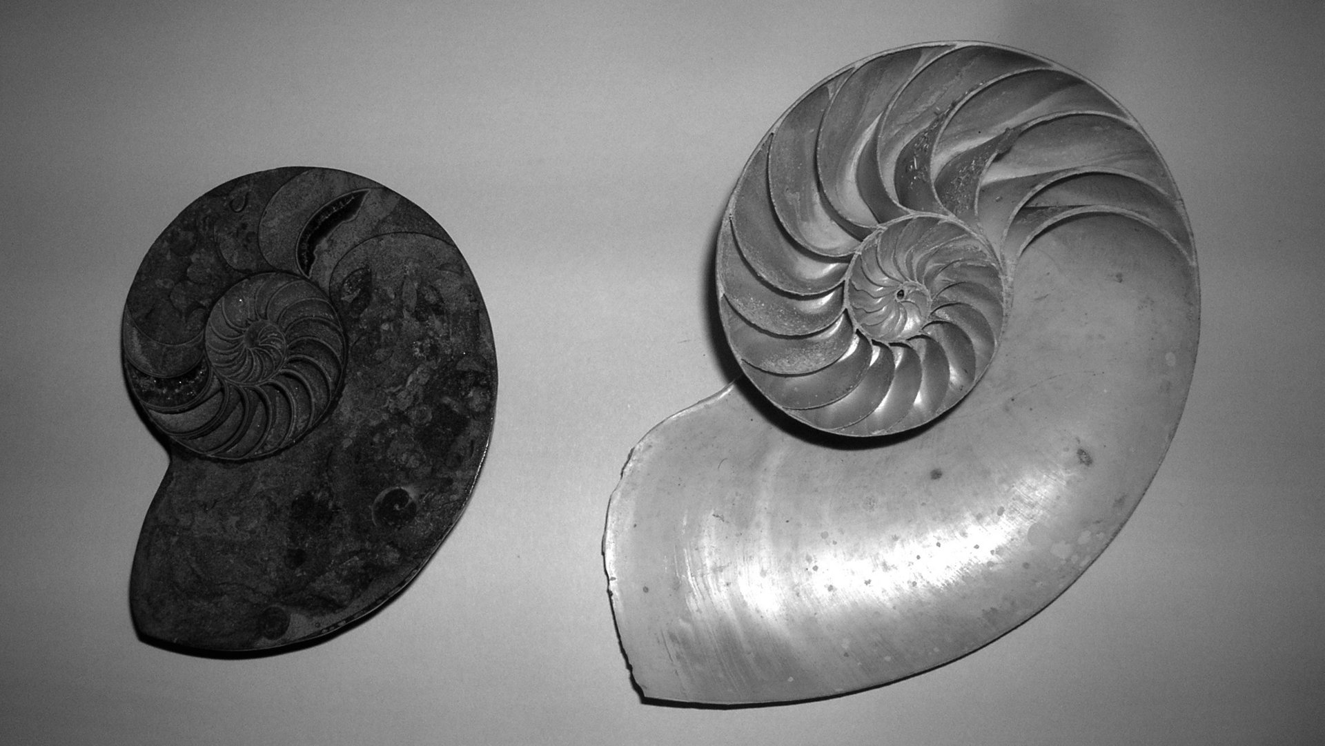 La conchiglia di un'ammonite è paragonata a quella di un nautilus: si assomigliano molto.