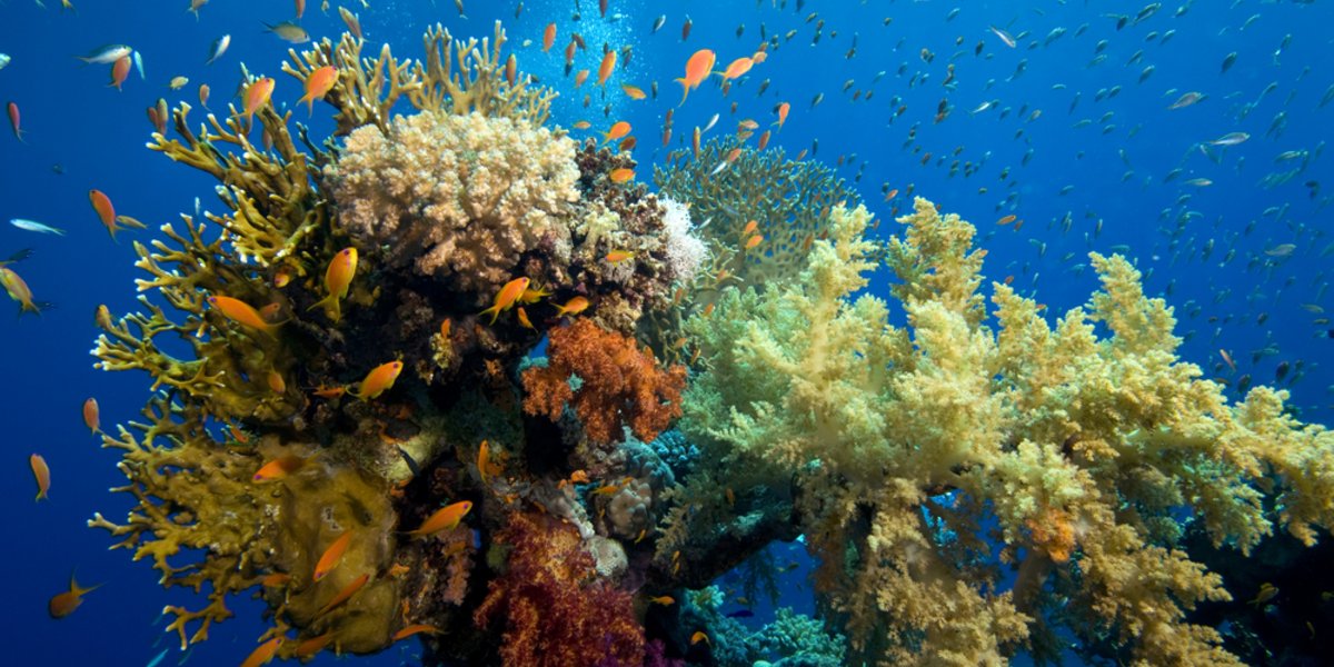 SimplyScience: La Gran Barrera de Coral