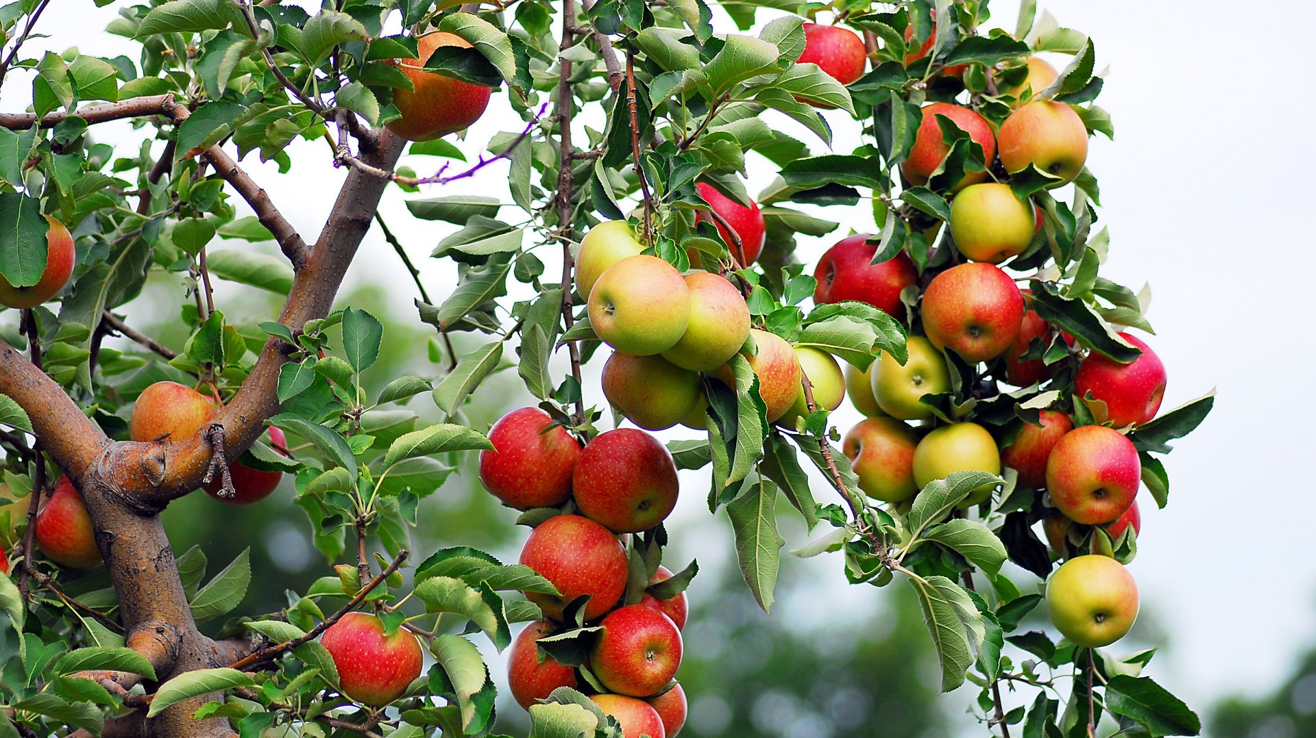 SimplyScience: Wieso gibt es rote, Äpfel? gelbe und grüne