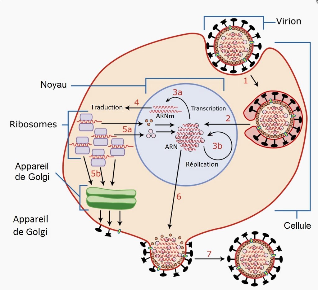 Le cycle de vie d'un virus