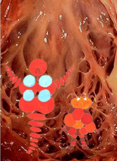 Globin und Poietin im Herzmuskel