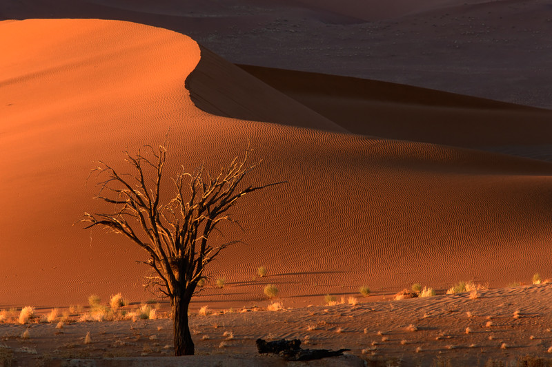 Sanddüne &#40;Namibia, Afrika&#41;