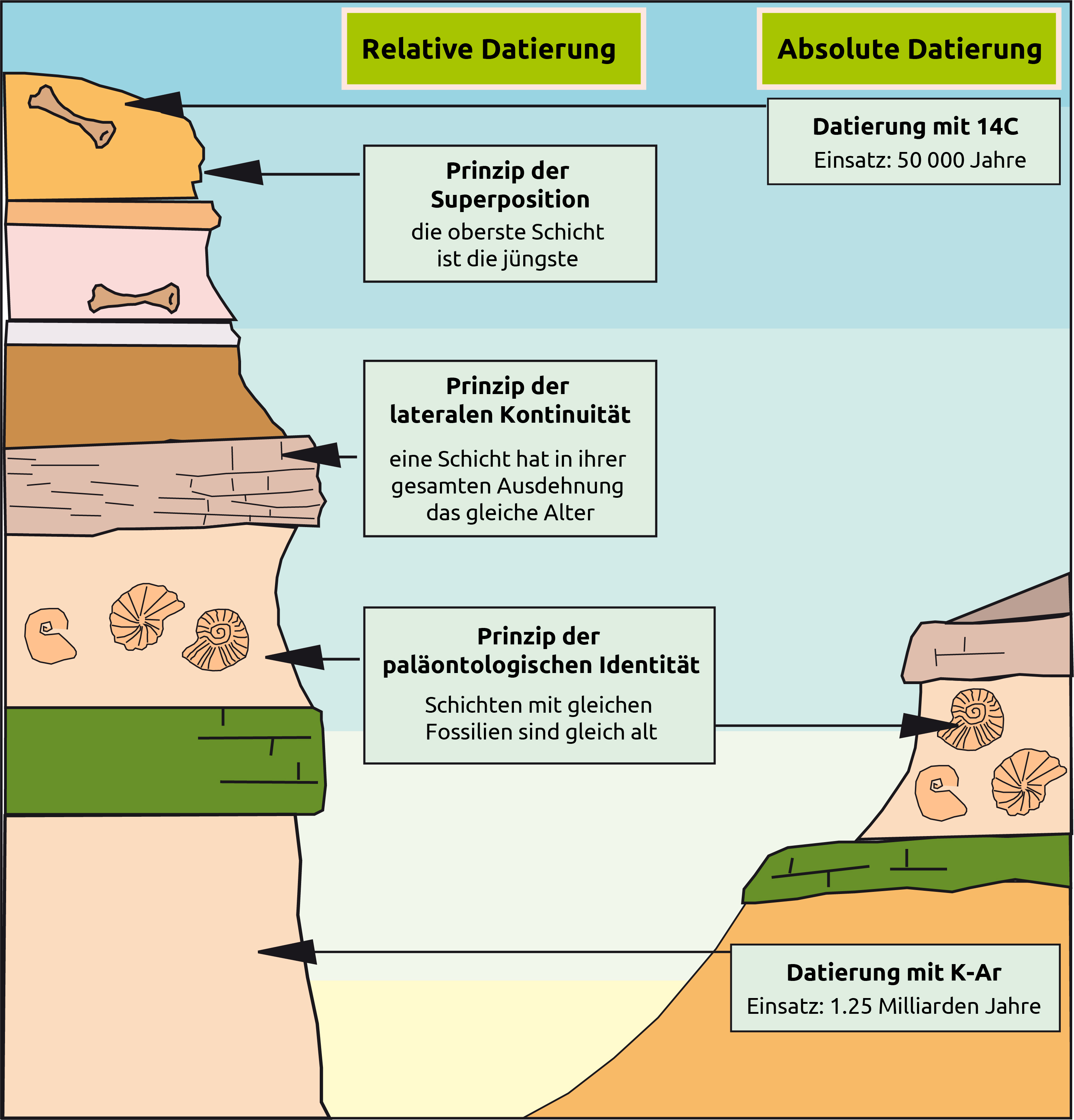 Schema, das die verschiedenen Methoden zur absoluten und relativen Datierung von Fossilien auflistet