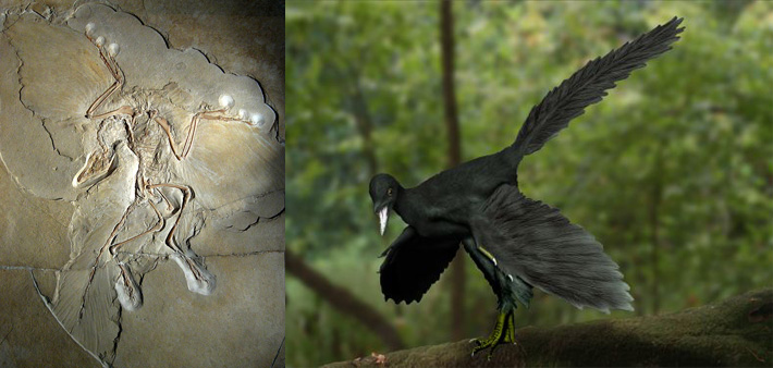 Archaeopteryx Fossil und Modell