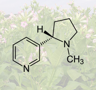 Die Tabakpflanze produziert Nikotin als Frassschutz