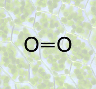 Sauerstoff wird in den Chloroplasten produziert