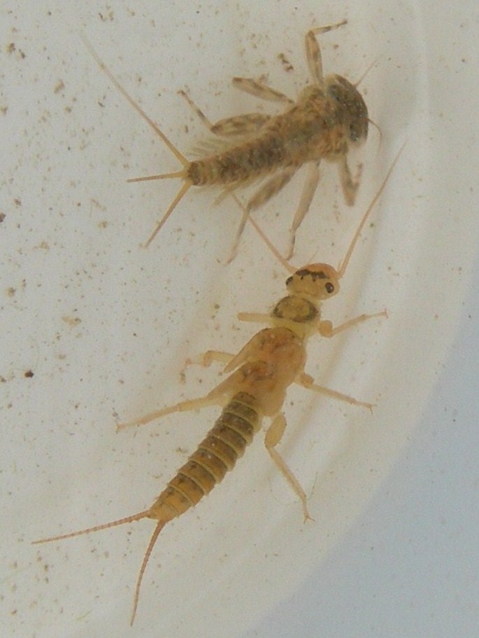 Deux types de larves d'insectes indiquant une eau propre