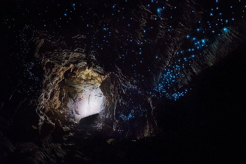 „Glühwürmchenhöhlen“ in Neuseeland