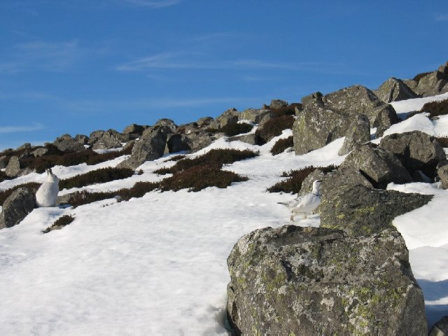 Schneehuhn und Schneehase im Winterkleid versteckt in einer verschneiten Gebirgslandschaft