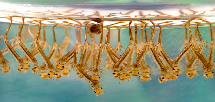 Larves de moustiques du genre Culex Larves de moustiques du genre Culex