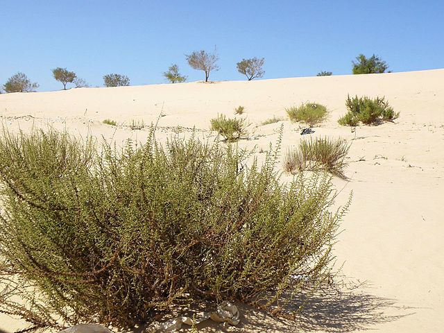 La rose de Jéricho, une plante éternelle du désert très résistante