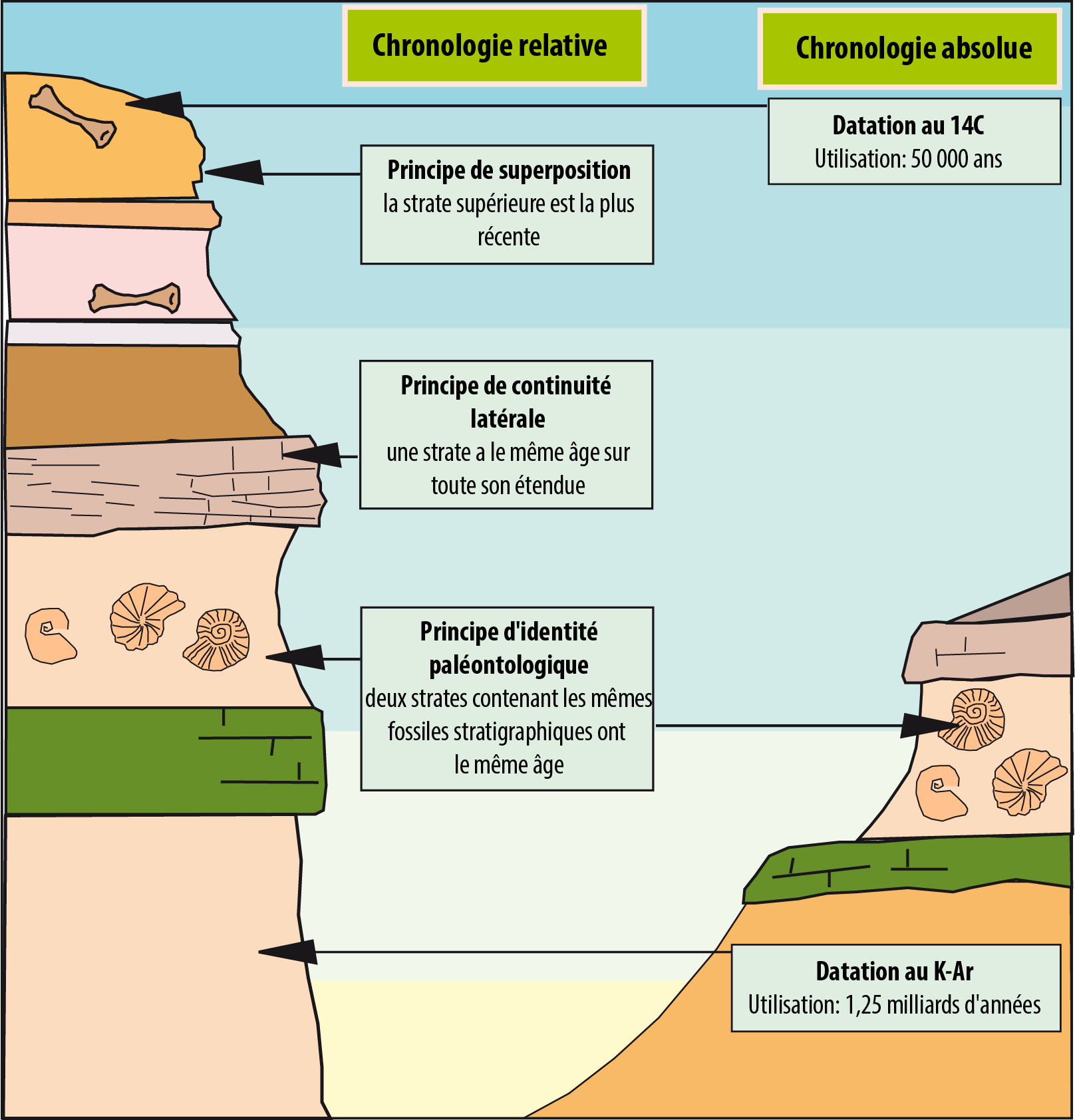 Schéma listant les différentes méthodes de datation absolue et relative des fossiles.