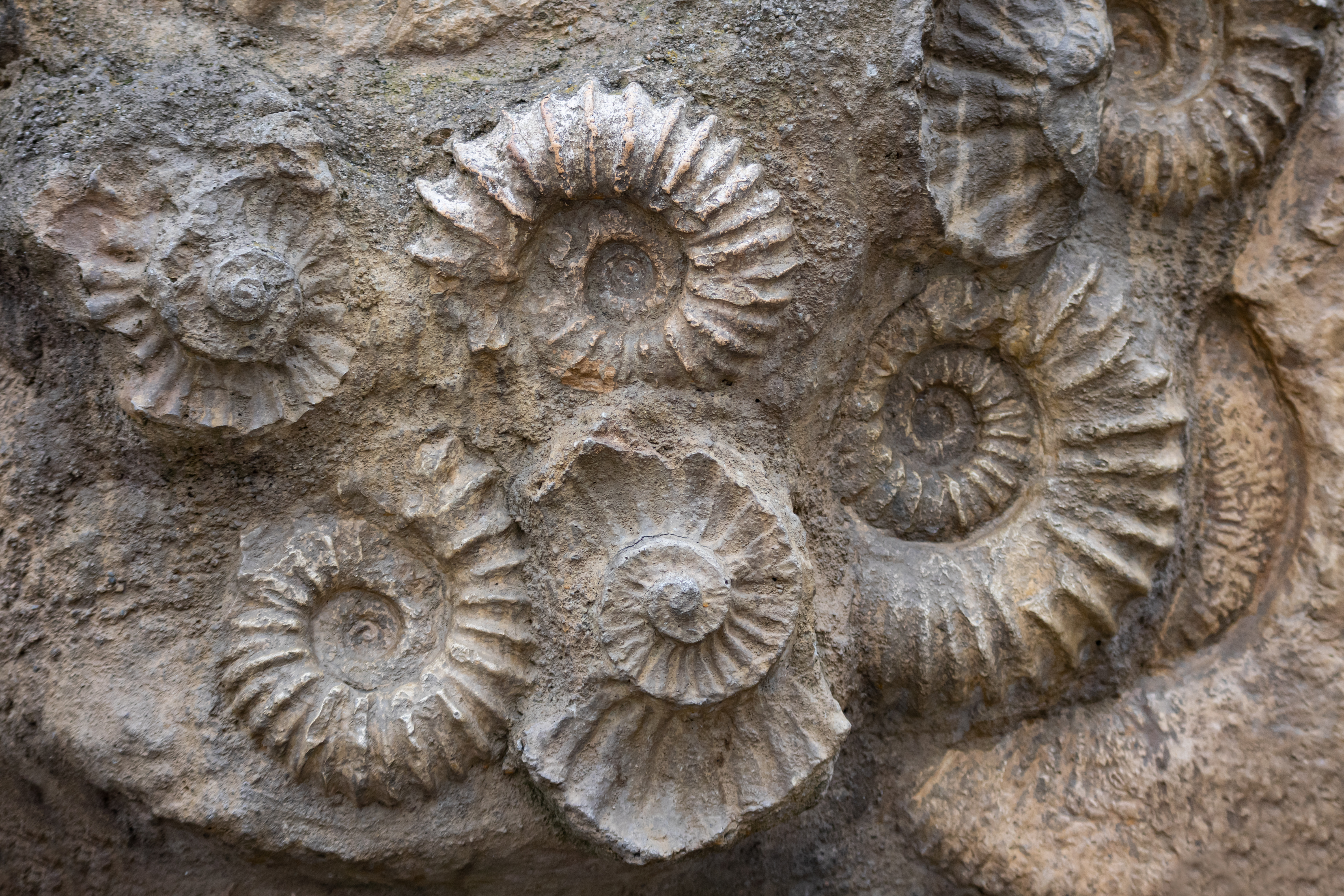 Foto di fossili di ammonite.