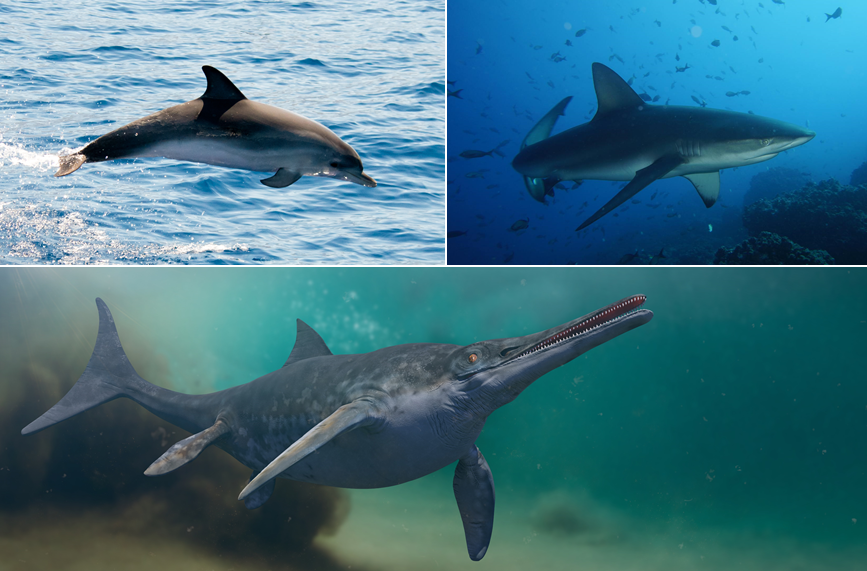 Immagini di un delfino, uno squalo e un ittiosauro che mostrano la somiglianza di queste tre specie.