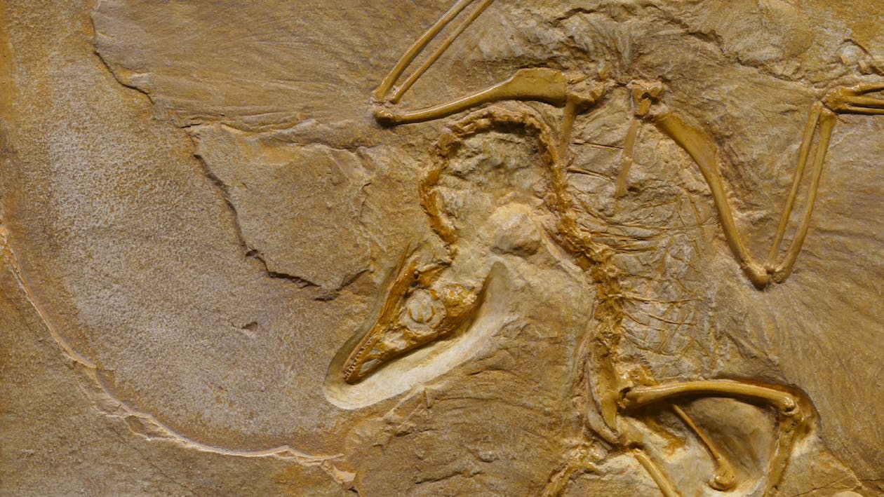 Fossile d'Archaeopteryx