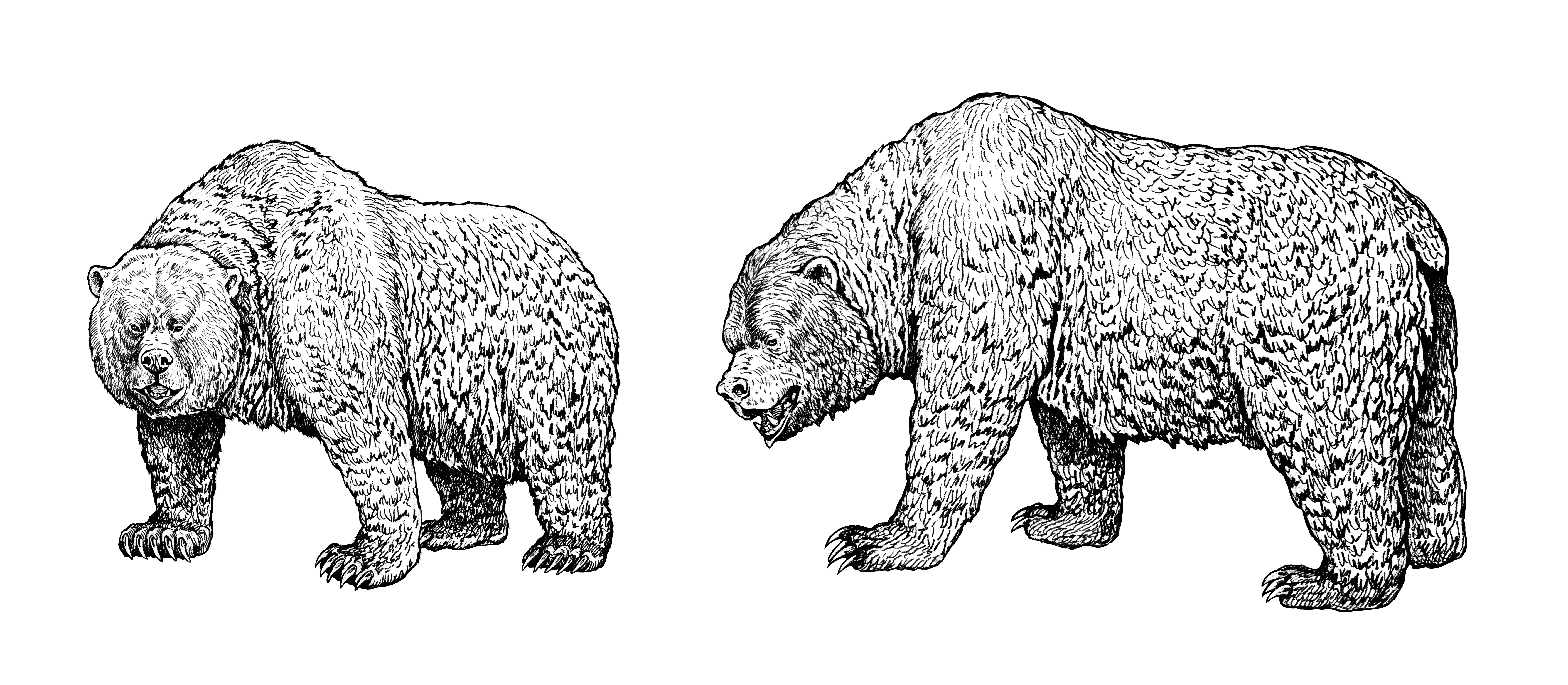 Zeichnungen eines Grizzlys und eines Höhlenbären