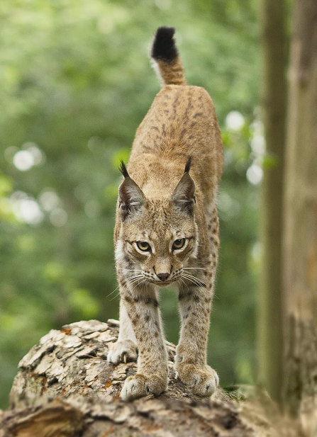 Un jeune lynx boréal