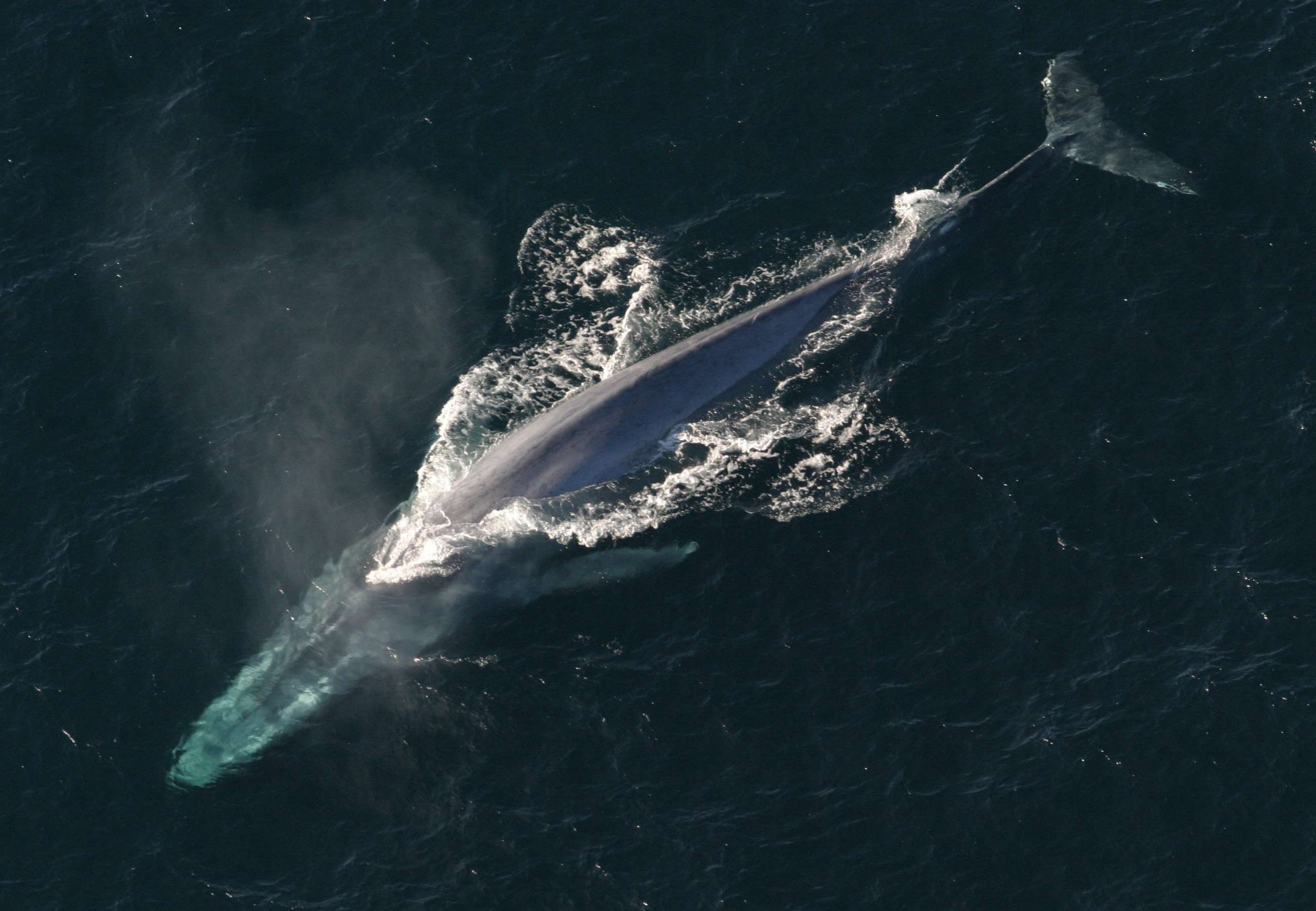 Auftauchender Blauwal, von oben gesehen
