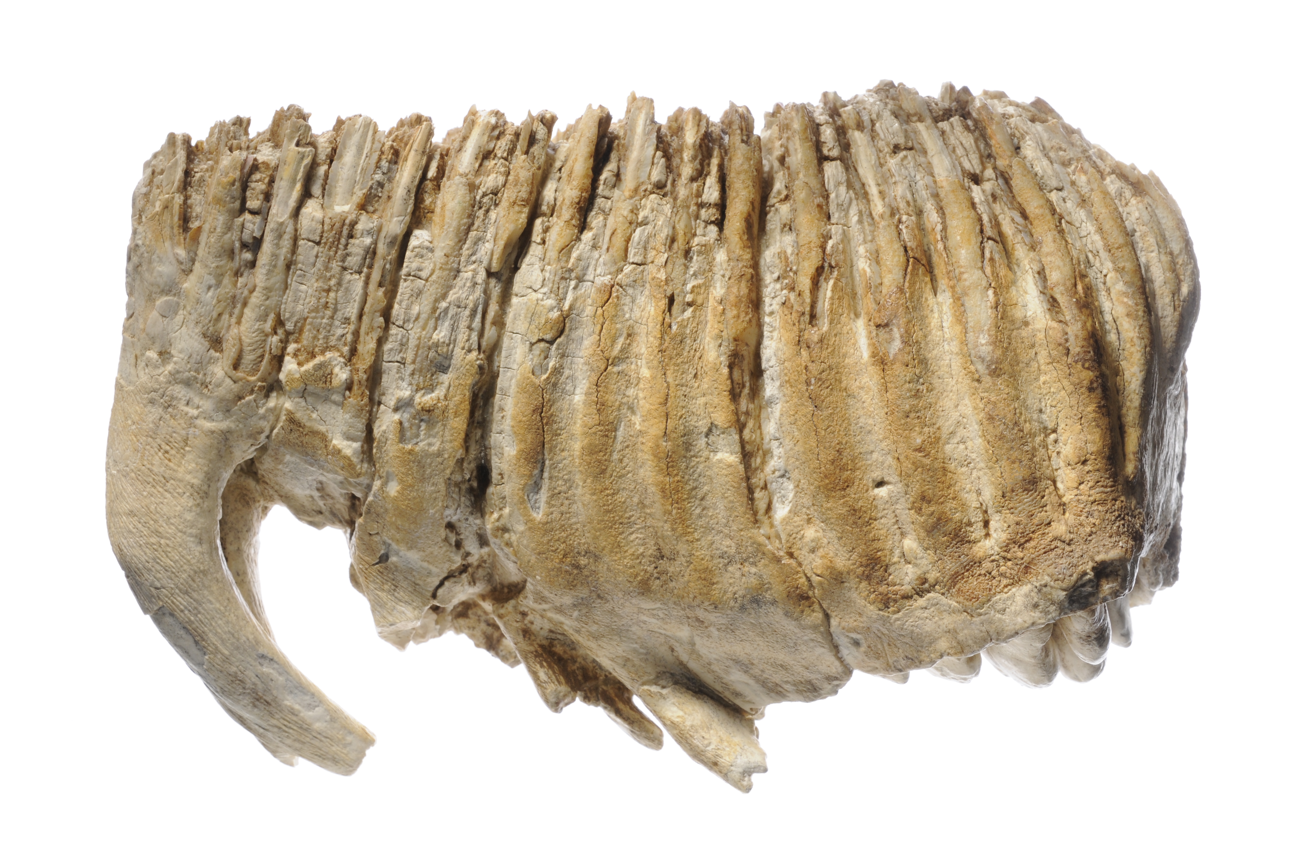 Dente fossilizzato di mammut