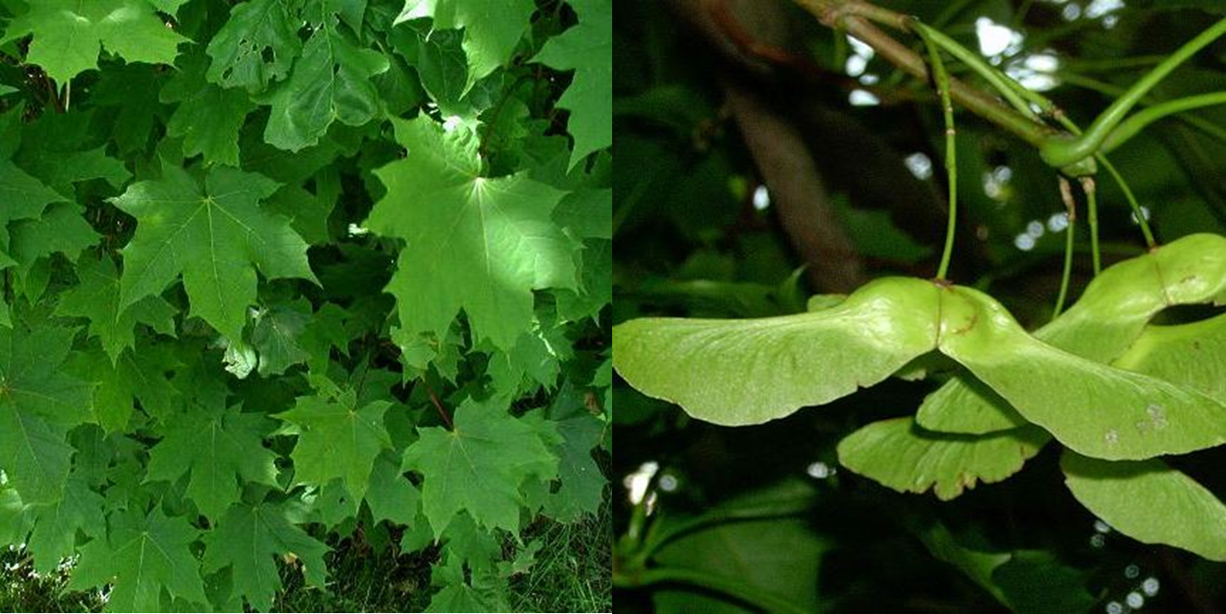 Une paire de cartes du memory des arbres représentant l'érable plane